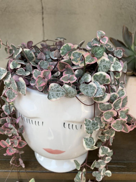Variegated String Of Hearts Care Tips from Natures Planters by Tory Rand