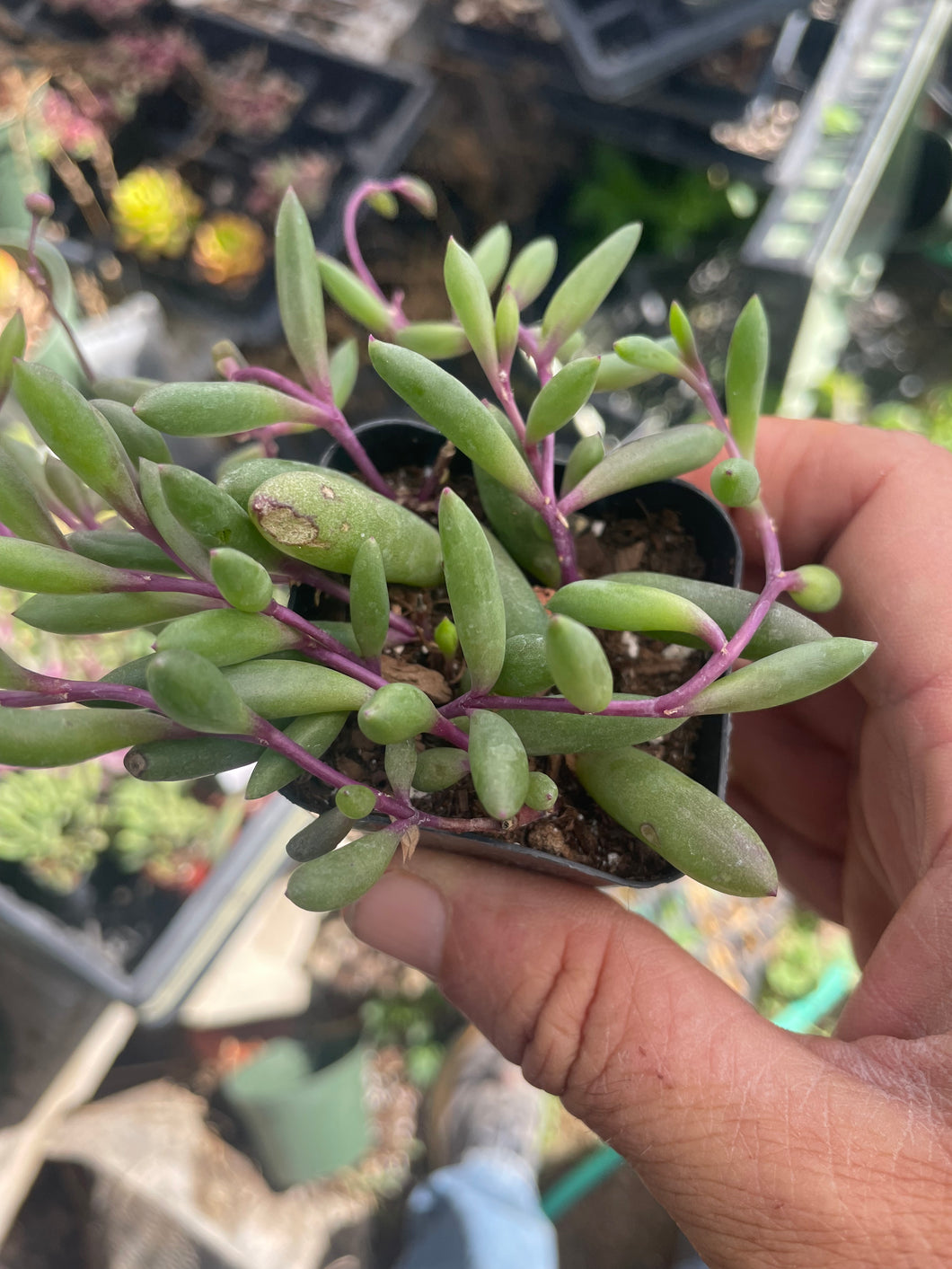 Ruby Necklace Othonna Capensis Succulent - 2 inch + Clay Pot - Walmart.com