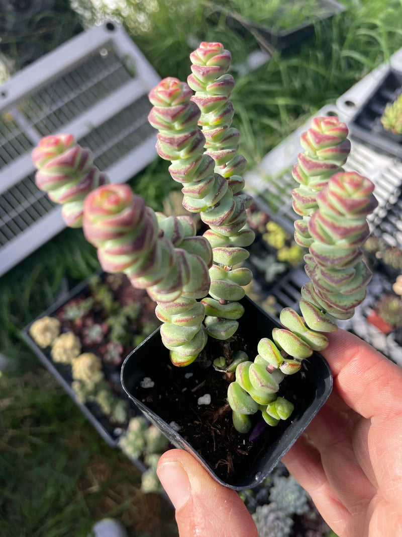 Amazon.com : Crassula 'Baby's Necklace', Live Succulent Fully Rooted in 2  inch Starter Pot with Soil Mix, House Plant for Indoor Outdoor Home Office  Wedding Decoration Party Favor, Gift for Her :