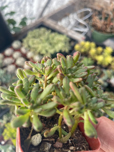 Aeonium Sedifolium