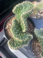 Optunia Cristata- crested cactus